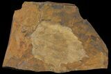 Paleocene Fossil Leaf (Davidia) - North Dakota #95510-1